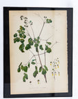 Early Meadow-Rue Fern Botanical Print on Paper, USA Early 20th C.