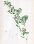 Staggerbush Botanical Print on Paper, USA Early 20th C.