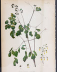 Early Meadow-Rue Fern Botanical Print on Paper, USA Early 20th C.