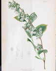 Staggerbush Botanical Print on Paper, USA Early 20th C.