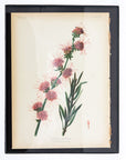 Early Meadow-Rue Fern Botanical Print on Paper, USA Early 20th C.