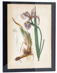 Early Meadow-Rue Fern Botanical Print on Paper, USA Early 20th C.