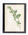 Early Meadow-Rue Fern Botanical Print on Paper, USA Early 20th C.