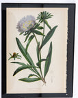 Early Meadow-Rue Fern Botanical Print on Paper, USA Early 20th C.