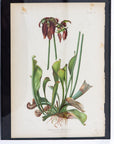 Early Meadow-Rue Fern Botanical Print on Paper, USA Early 20th C.