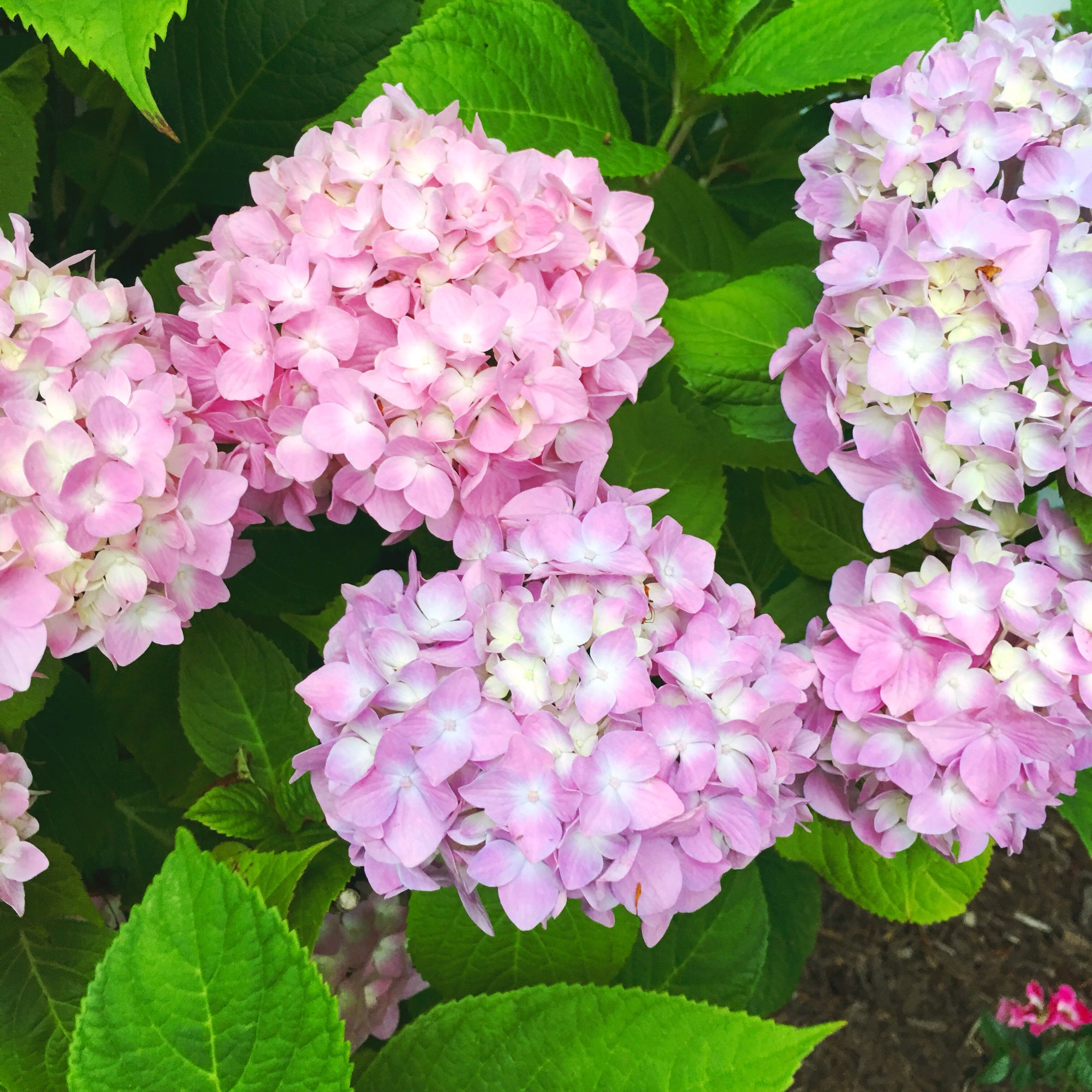 Margaret's Guide to Martha's Vineyard