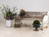 Spring Awakenings: How Gardens Around the World Celebrate the Season of Renewal