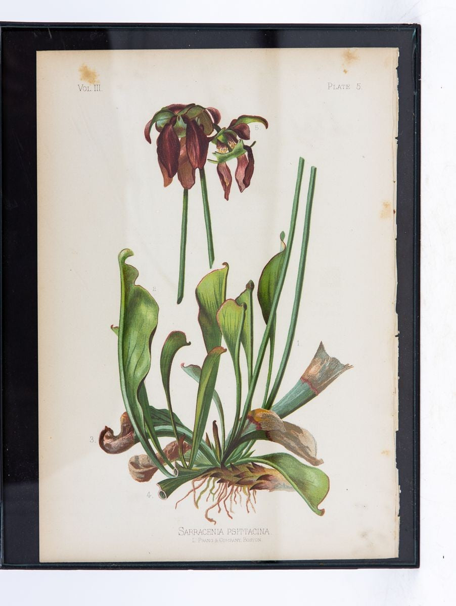 Parrot-Headed Pitcher Plant Botanical Print on Paper, USA Early 20th C.