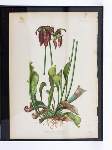 Parrot-Headed Pitcher Plant Botanical Print on Paper, USA Early 20th C.