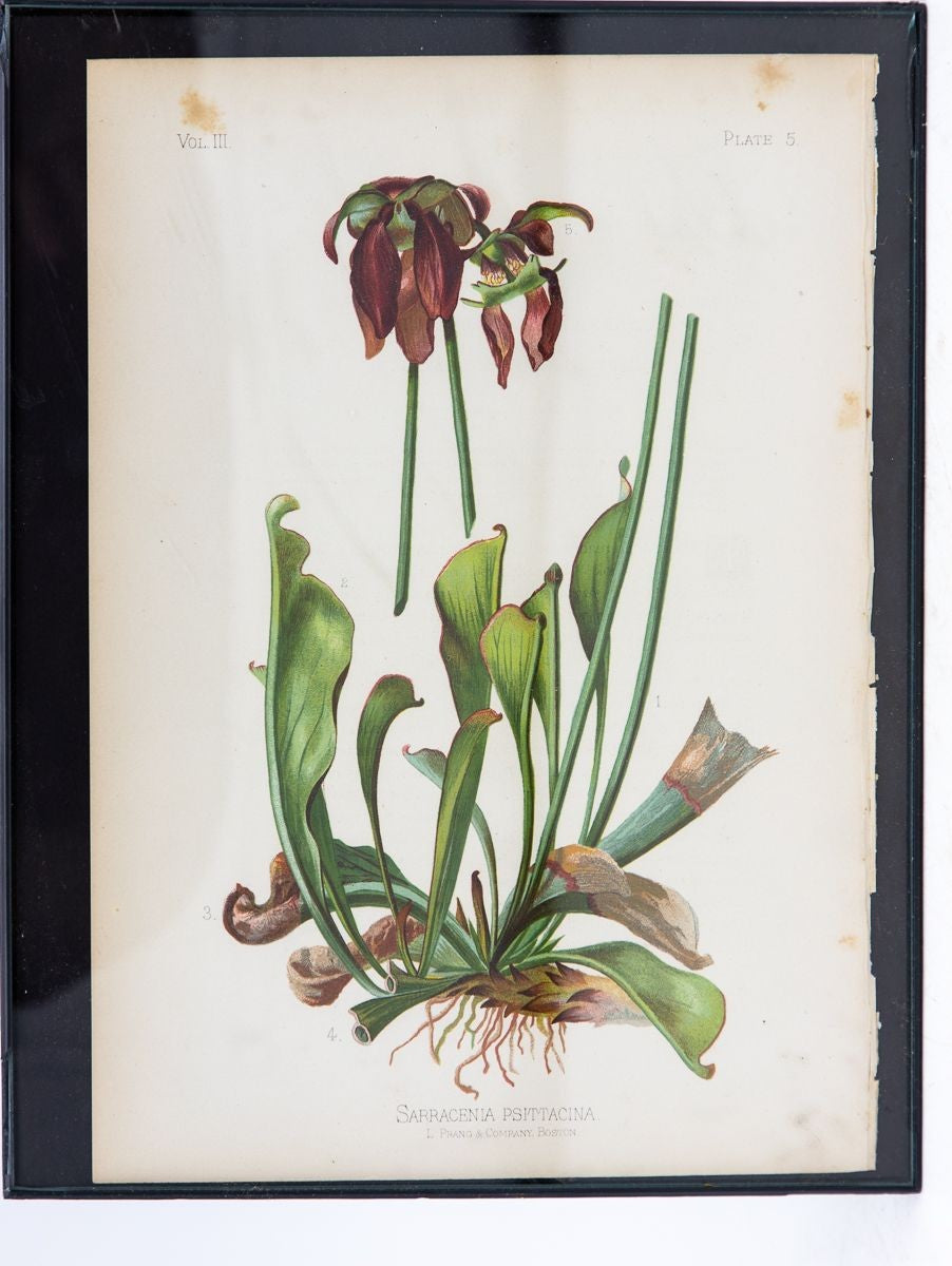 Parrot-Headed Pitcher Plant Botanical Print on Paper, USA Early 20th C.