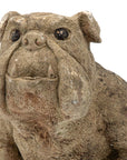 English Bulldog Garden Statue, English Mid 20th C.