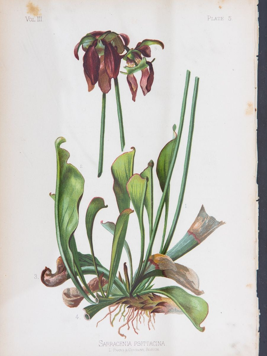 Parrot-Headed Pitcher Plant Botanical Print on Paper, USA Early 20th C.