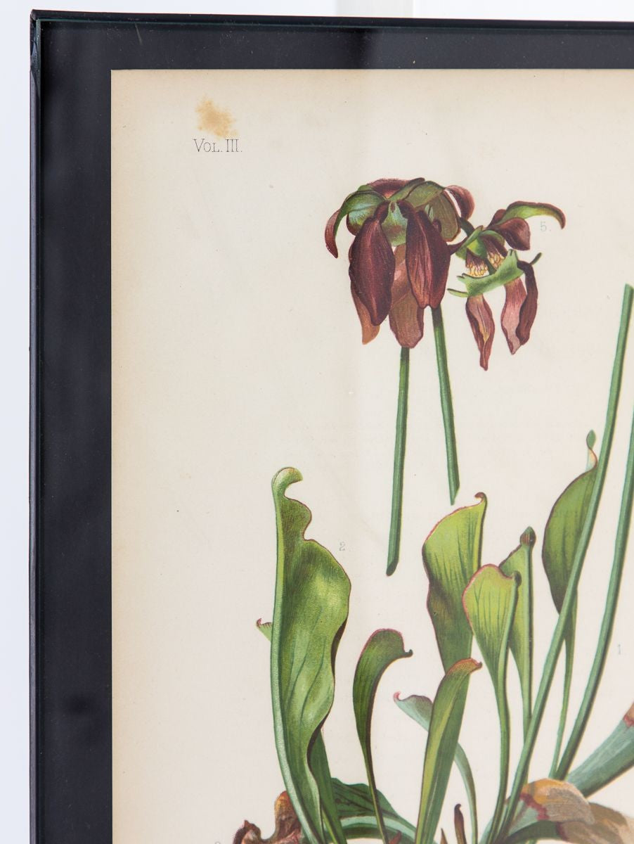 Parrot-Headed Pitcher Plant Botanical Print on Paper, USA Early 20th C.