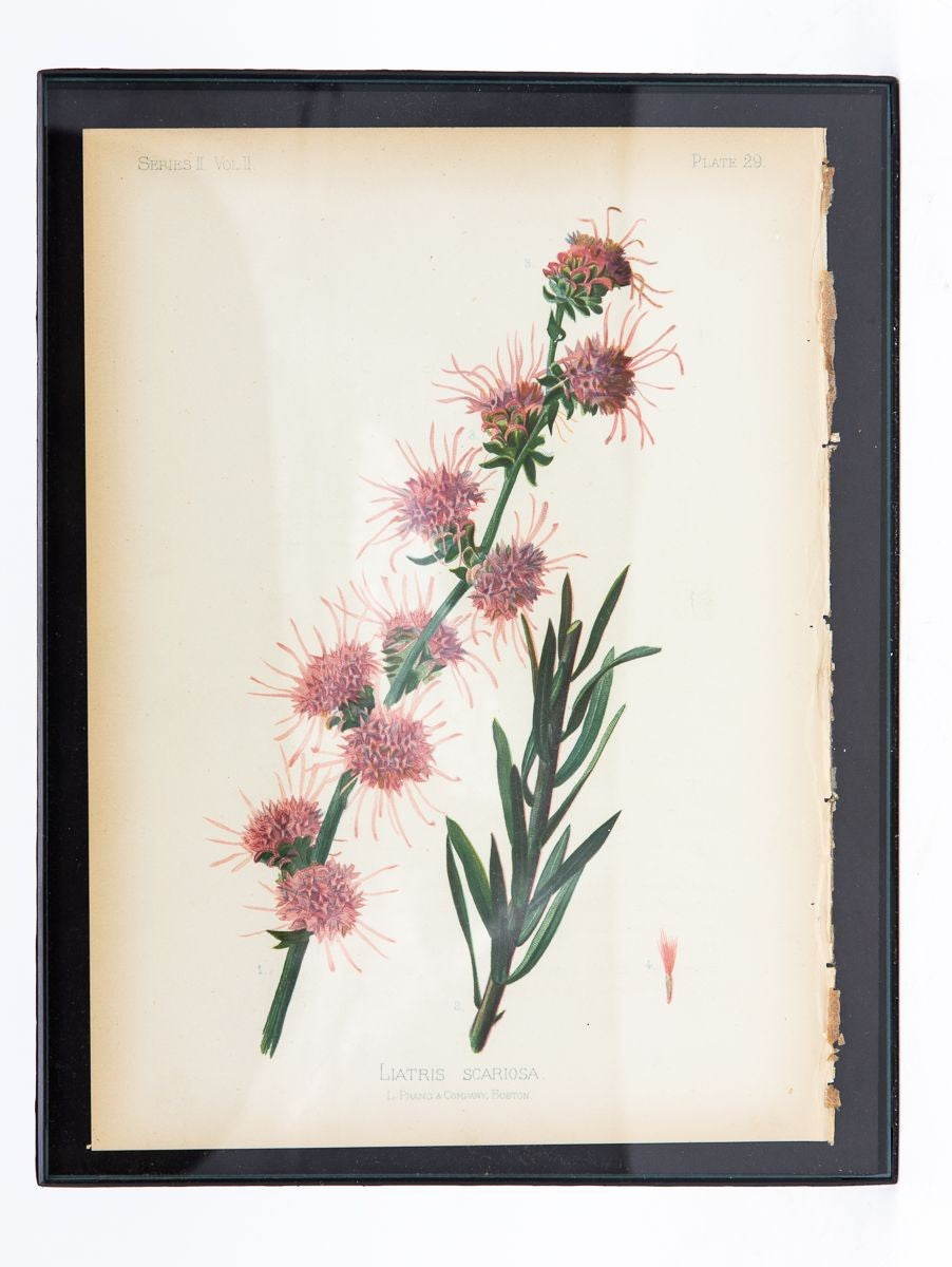Parrot-Headed Pitcher Plant Botanical Print on Paper, USA Early 20th C.