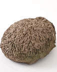 Reconstituted Stone Hedgehog Garden Ornament, 20th Century