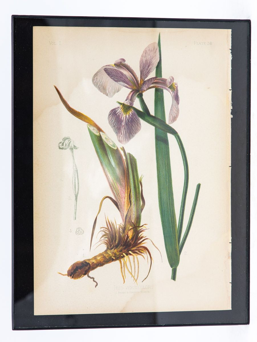 Parrot-Headed Pitcher Plant Botanical Print on Paper, USA Early 20th C.