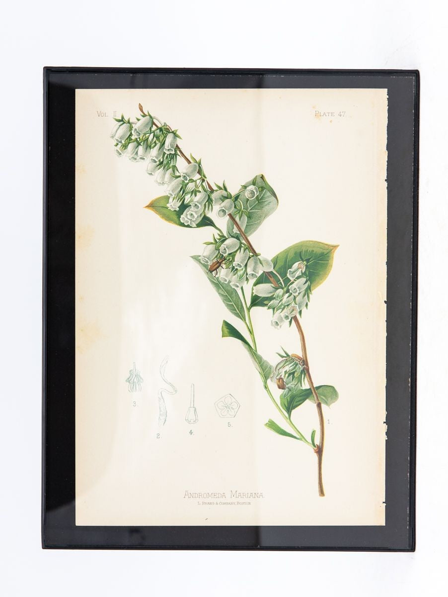 Parrot-Headed Pitcher Plant Botanical Print on Paper, USA Early 20th C.