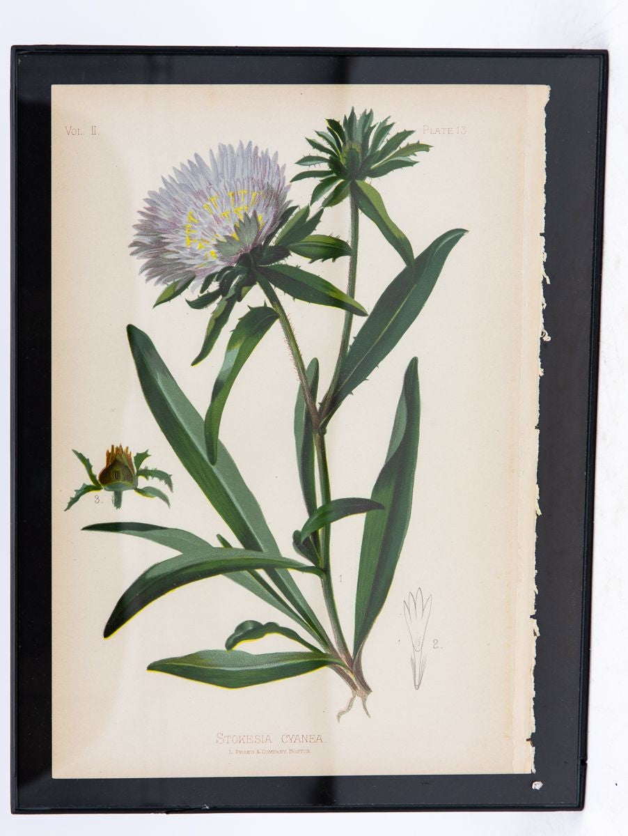 Parrot-Headed Pitcher Plant Botanical Print on Paper, USA Early 20th C.
