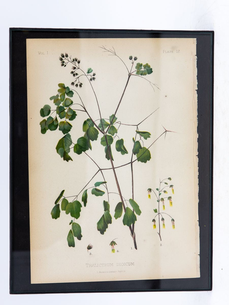 Parrot-Headed Pitcher Plant Botanical Print on Paper, USA Early 20th C.